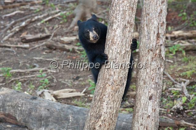 canada nouveau brunswick 26.JPG - Safari de l'ours noir, Little, Big Bear SafariAcadieville, Nouveau-Brunswick, Canada